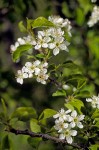 Prunus emarginata