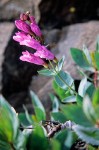 Penstemon barrettiae