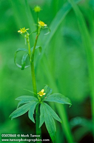 Ranunculus uncinatus