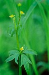 Woodland (Small-flowered) Buttercup blossoms & foliage