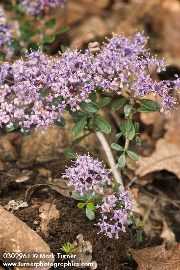 Ceanothus pumilus