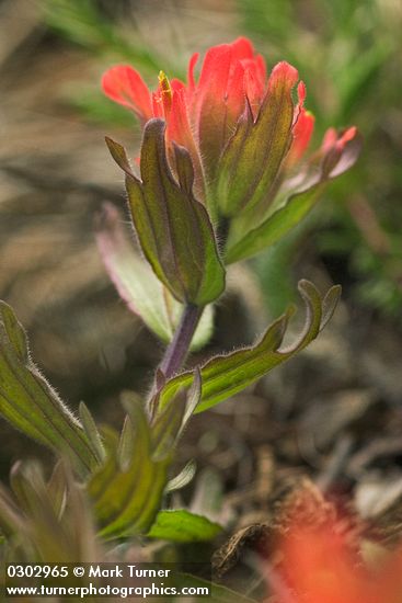 Castilleja hispida ssp. brevilobata