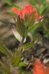 Castilleja hispida ssp. brevilobata