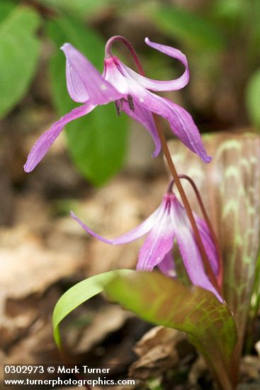 Erythronium hendersonii