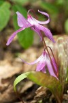 Henderson's Fawn Lily