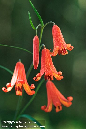 Fritillaria recurva