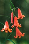 Red Bells blossoms detail