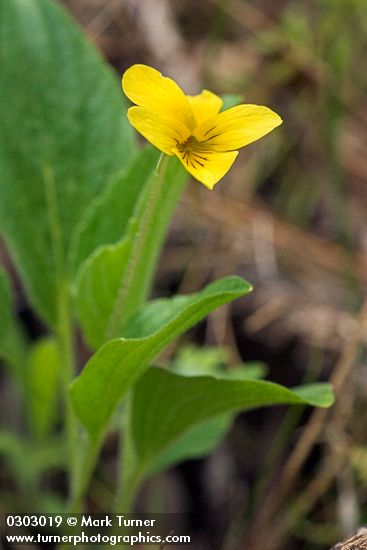 Viola praemorsa