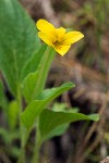 Prairie Violet