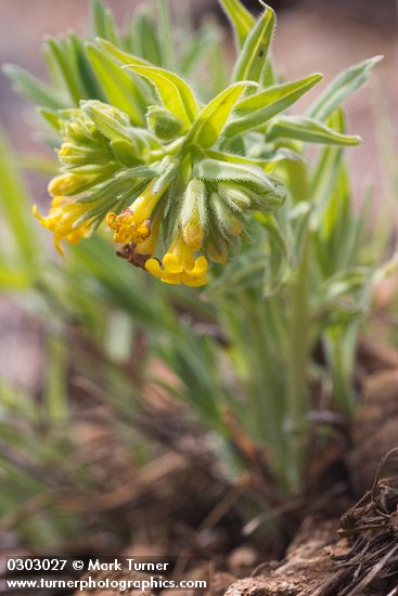 Lithospermum californicum