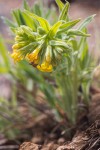 Yellow Puccoon (California Stoneseed)