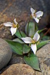 Trillium rivale