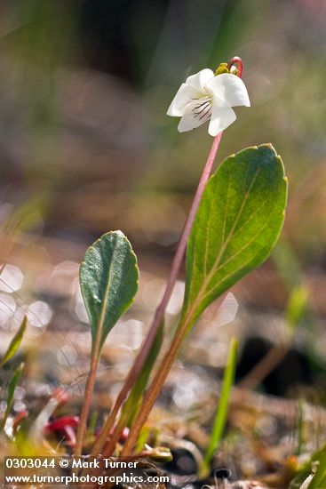 Viola lanceolata ssp. occidentalis