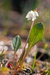 Bog White Violet