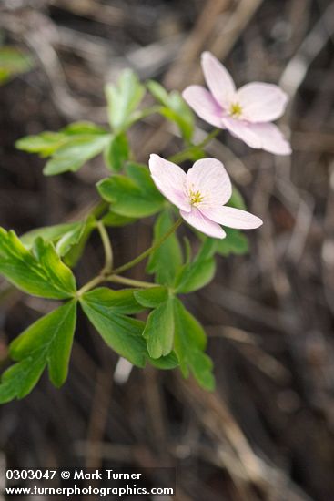 Anemone oregana