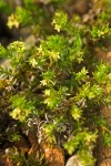 Galium ambiguum ssp. siskiyouense