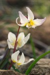 Erythronium citrinum