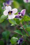 Wedgeleaf Violet blossoms detail