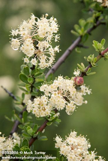 Ceanothus cuneatus