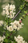 Buckbrush blossoms & foliage detail