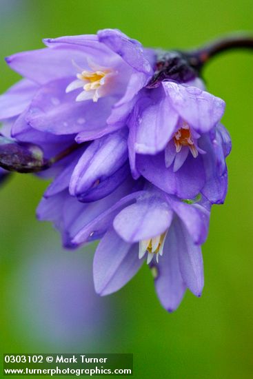 Dichelostemma capitatum ssp. capitatum