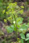 California Lomatium blossoms