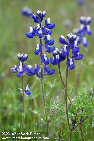 Lupinus bicolor ssp. microphyllus