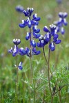 Lupinus bicolor