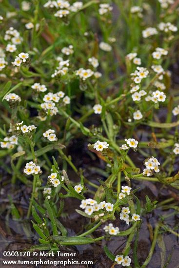 Plagiobothrys scouleri