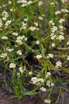 Scouler's Popcorn Flower