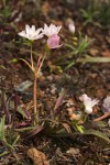 Lone Mountain Lewisia