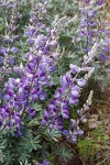 Silky Lupine blossoms & foliage