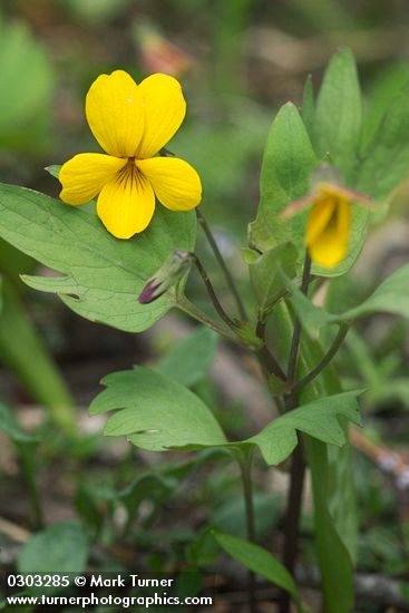 Viola lobata