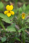 Viola lobata