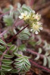 Horkelia daucifolia