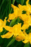 Golden Iris blossoms