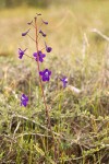 Delphinium depauperatum