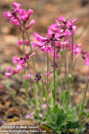 Arabis aculeolata