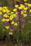 Triphysaria eriantha ssp. eriantha