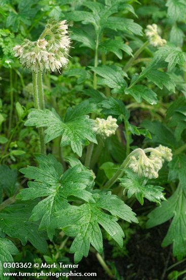 Hydrophyllum fendleri