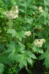 Fendler's Waterleaf