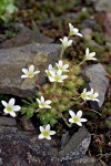 Saxifraga caespitosa