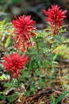 Pedicularis densiflora