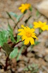 Arnica cernua