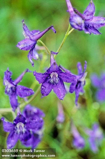 Delphinium menziesii