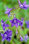 Menzies' Delphinium blossoms