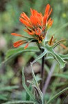 Castilleja pruinosa