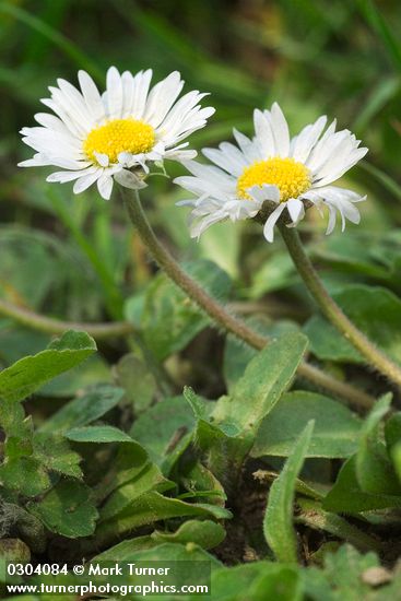 Bellis perennis