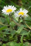 English Daisies blossoms & foliage