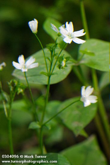 Claytonia sibirica (Montia sibirica)